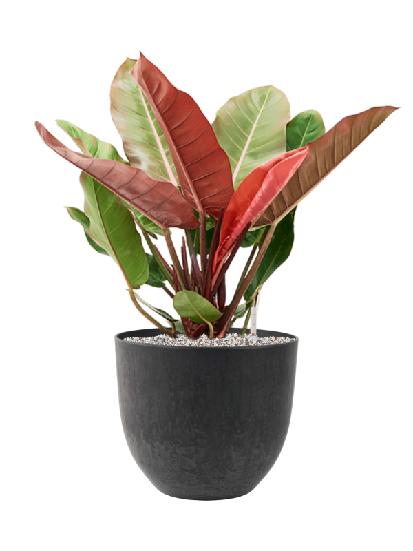 Ansamblu D33xH75cm cu planta naturala Philodendron 'Prince of Orange' in ghiveci Artstone all inclusive set cu granule decorative