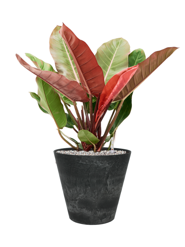 Ansamblu D33xH76cm cu planta naturala Philodendron 'Prince of Orange' in ghiveci Artstone all inclusive set cu granule decorative