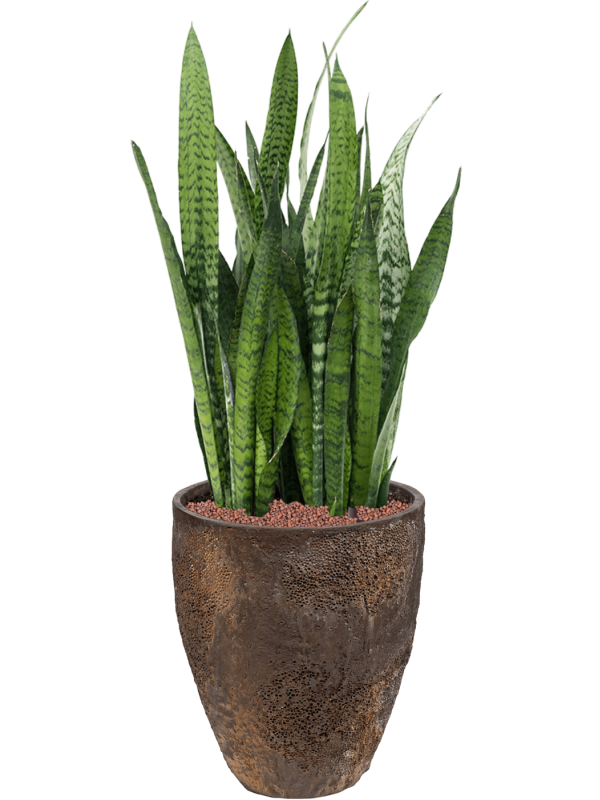 Ansamblu D33xH90cm cu planta naturala Sansevieria zeylanica in ghiveci Oyster all inclusive set cu granule decorative