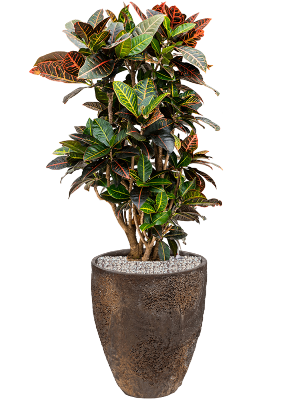 Ansamblu D33xH98cm cu planta naturala Croton (Codiaeum) variegatum 'Petra' in ghiveci Oyster all inclusive set cu granule decorative