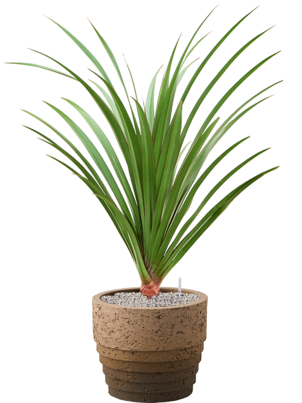 Ansamblu D34.5xH116cm cu planta naturala Pandanus utilis in ghiveci Cinnamon all inclusive set cu granule decorative