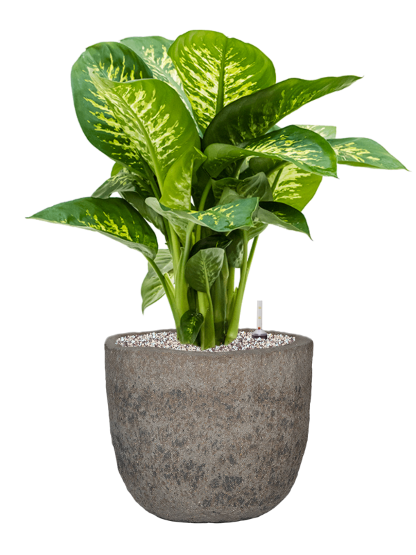 Ansamblu D34.5xH72cm cu planta naturala Dieffenbachia seguine 'Reeva' in ghiveci Mountain all inclusive set cu granule decorative