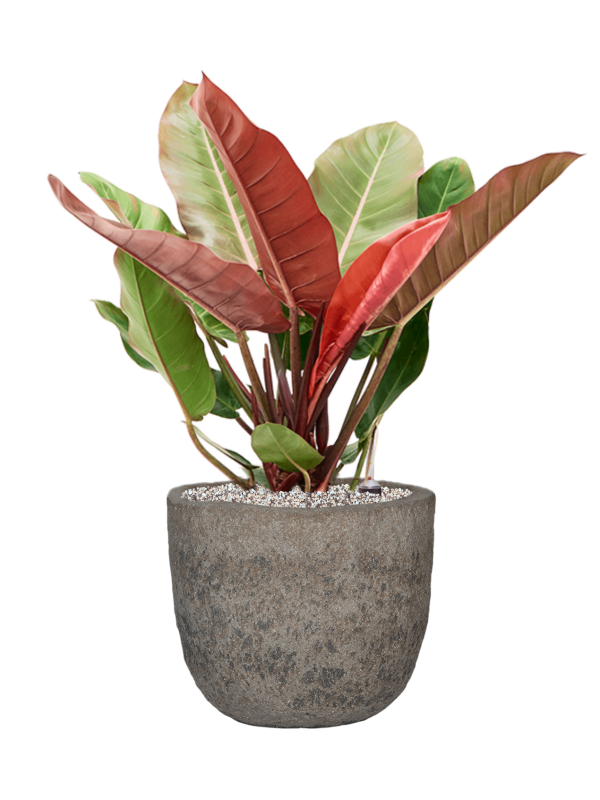 Ansamblu D34.5xH75cm cu planta naturala Philodendron 'Prince of Orange' in ghiveci Mountain all inclusive set cu granule decorative