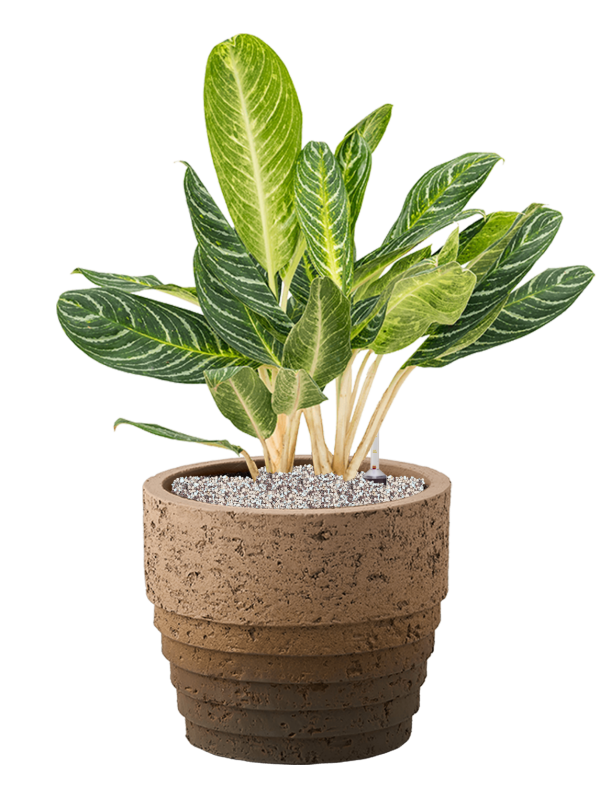 Ansamblu D34.5xH79cm cu planta naturala Aglaonema 'Key Lime' in ghiveci Cinnamon all inclusive set cu granule decorative