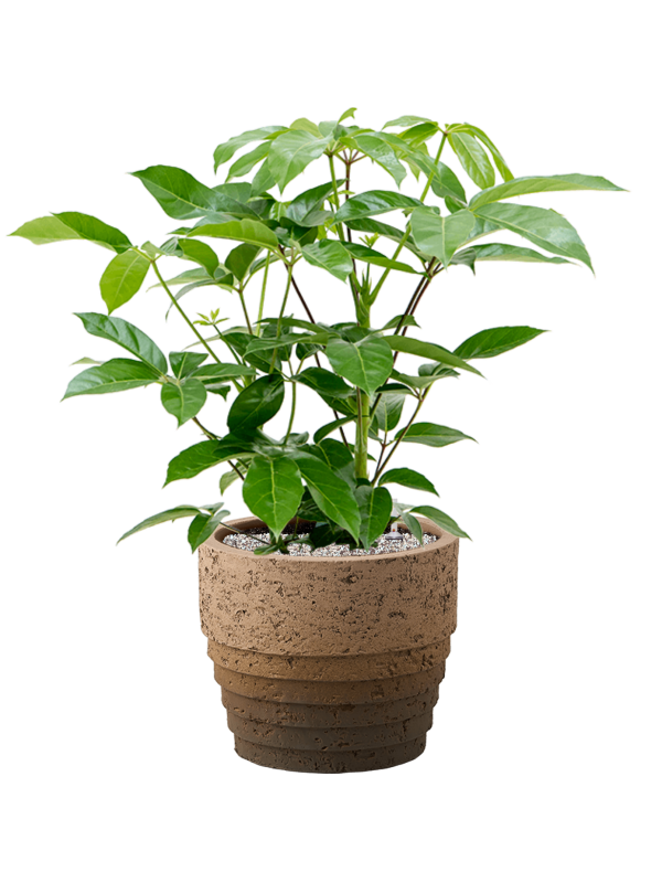 Ansamblu D34.5xH85cm cu planta naturala Schefflera actinophylla 'Amate' in ghiveci Cinnamon all inclusive set cu granule decorative