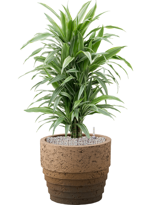 Ansamblu D34.5xH95cm cu planta naturala Dracaena deremensis 'Warneckei' in ghiveci Cinnamon all inclusive set cu granule decorative