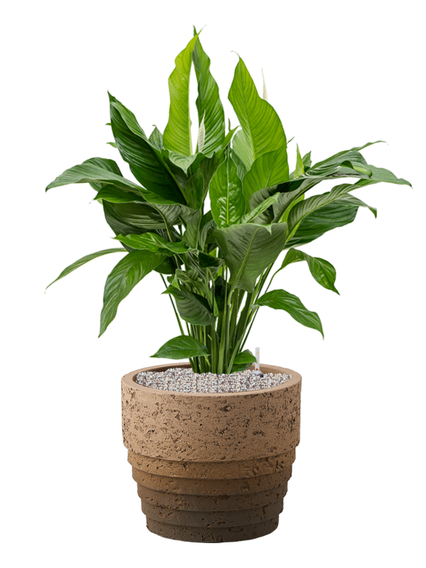 Ansamblu D34.5xH95cm cu planta naturala Spathiphyllum 'Sweet Lauretta' in ghiveci Cinnamon all inclusive set cu granule decorative