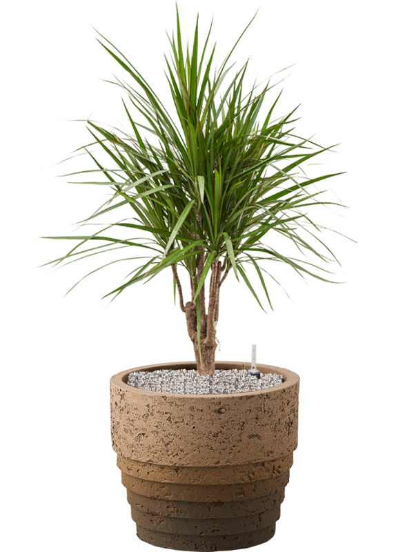 Ansamblu D34.5xH96cm cu planta naturala Dracaena marginata in ghiveci Cinnamon all inclusive set cu granule decorative