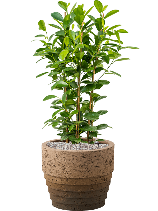 Ansamblu D34.5xH96cm cu planta naturala Ficus microcarpa 'Moclame' in ghiveci Cinnamon all inclusive set cu granule decorative