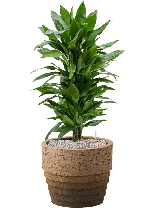 Ansamblu D34.5xH97cm cu planta naturala Dracaena fragrans 'Janet Lind' in ghiveci Cinnamon all inclusive set cu granule decorative