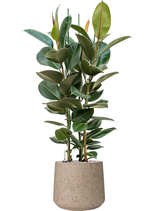 Ansamblu D34xH118cm cu planta naturala Ficus elastica 'Robusta' in ghiveci Rough all inclusive set cu granule decorative