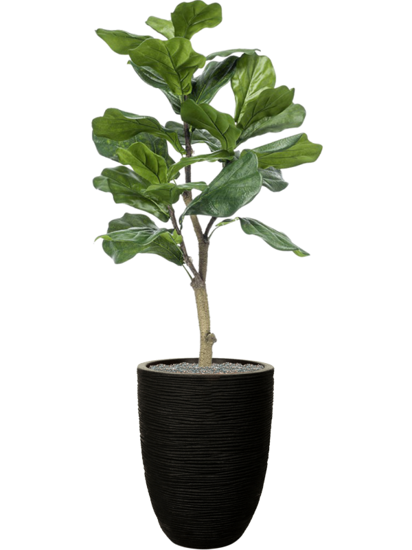 Ansamblu D34xH134cm cu planta naturala Ficus lyrata in ghiveci Capi Nature Rib NL all inclusive set cu granule decorative