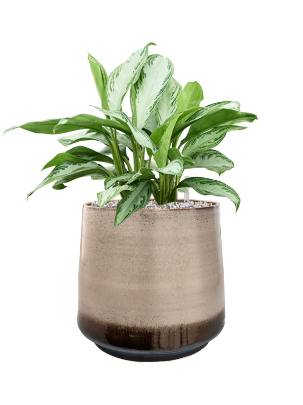 Ansamblu D34xH58cm cu planta naturala Aglaonema 'Silver Bay' in ghiveci Noaz all inclusive set cu granule decorative