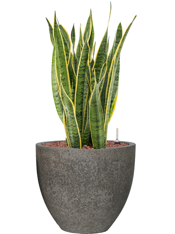 Ansamblu D34xH77cm cu planta naturala Sansevieria trifasciata 'Laurentii' in ghiveci Cement all inclusive set cu granule decorative