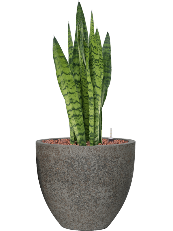 Ansamblu D34xH77cm cu planta naturala Sansevieria zeylanica in ghiveci Cement all inclusive set cu granule decorative