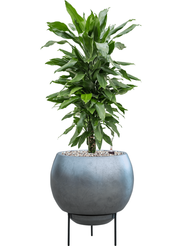 Ansamblu D34xH79cm cu planta naturala Dracaena fragrans 'Janet Lind' in ghiveci Baq Metallic Silver leaf all inclusive set cu granule decorative