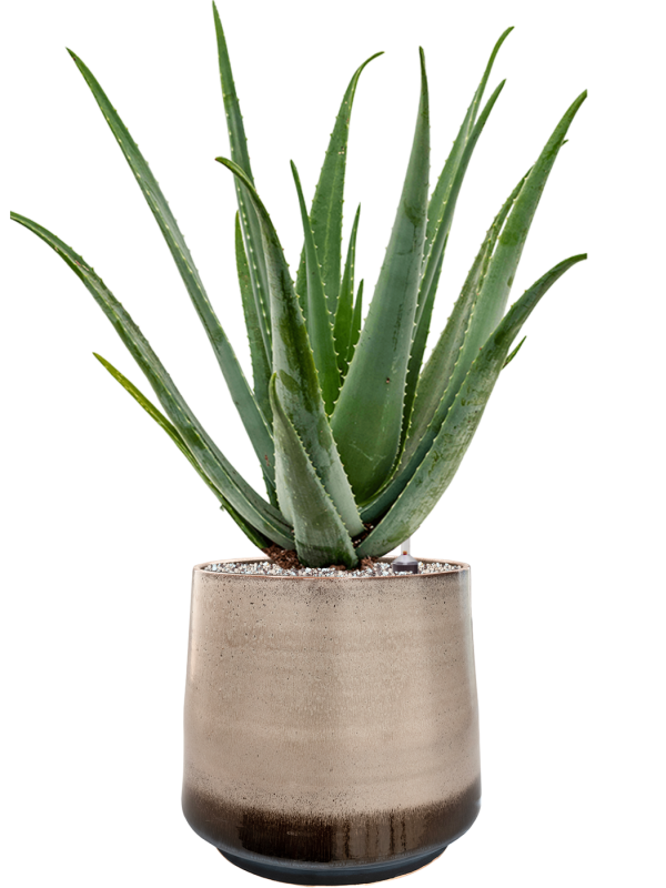 Ansamblu D34xH81cm cu planta naturala Aloe vera barbadensis in ghiveci Noaz all inclusive set cu granule decorative