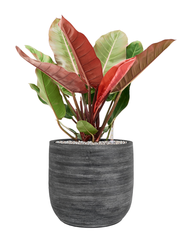 Ansamblu D34xH81cm cu planta naturala Philodendron 'Prince of Orange' in ghiveci Magna all inclusive set cu granule decorative