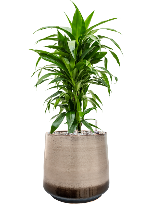 Ansamblu D34xH82cm cu planta naturala Dracaena fragrans 'Janet Craig' in ghiveci Noaz all inclusive set cu granule decorative