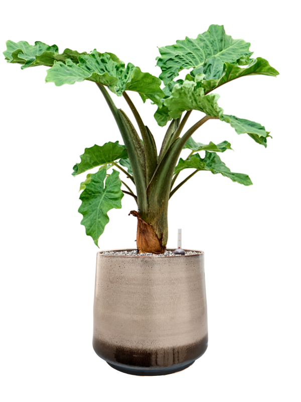 Ansamblu D34xH83cm cu planta naturala Alocasia 'Low Rider' in ghiveci Noaz all inclusive set cu granule decorative