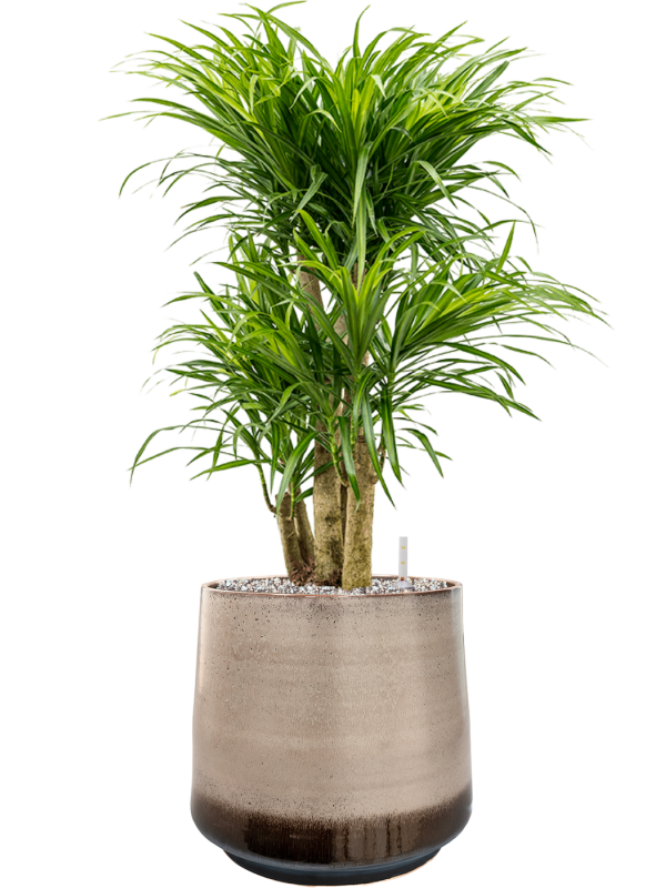 Ansamblu D34xH84cm cu planta naturala Pleomele (Dracaena) 'Anita Variegata' in ghiveci Noaz all inclusive set cu granule decorative