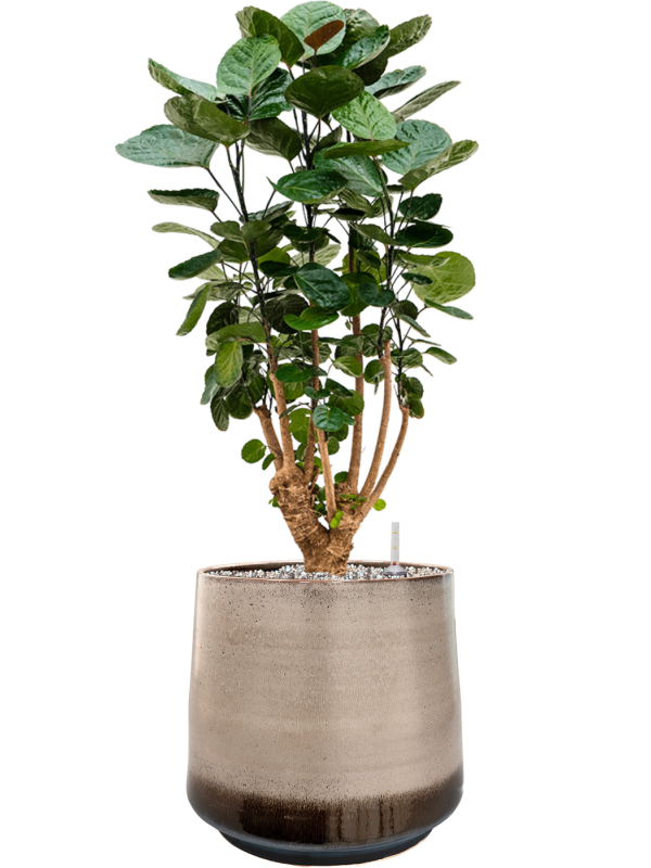 Ansamblu D34xH85cm cu planta naturala Aralia (Polyscias) 'Fabian' in ghiveci Noaz all inclusive set cu granule decorative