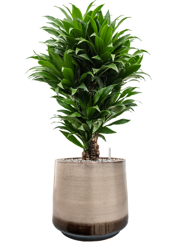 Ansamblu D34xH85cm cu planta naturala Dracaena fragrans 'Compacta' in ghiveci Noaz all inclusive set cu granule decorative