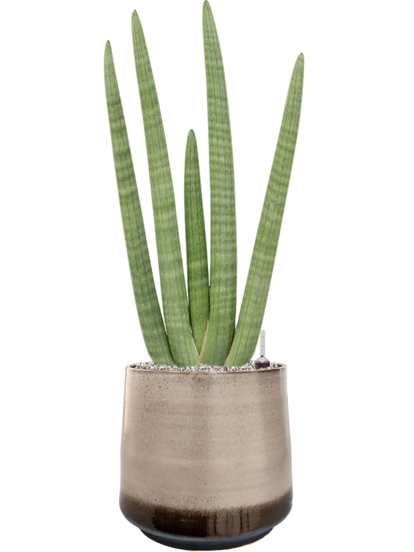 Ansamblu D34xH85cm cu planta naturala Sansevieria cylindrica handshake in ghiveci Noaz all inclusive set cu granule decorative