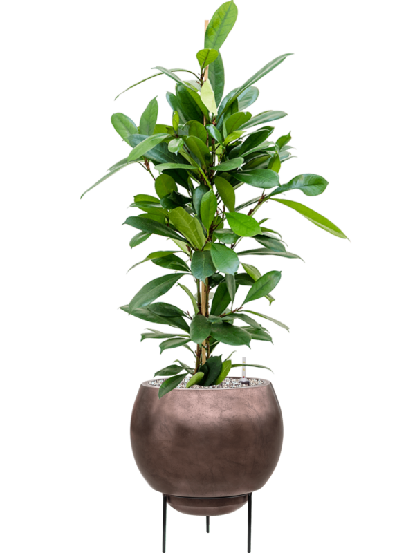 Ansamblu D34xH96cm cu planta naturala Ficus cyathistipula in ghiveci Baq Metallic Silver leaf all inclusive set cu granule decorative