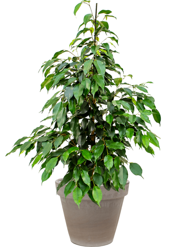 Ansamblu D35xH106cm cu planta naturala Ficus benjamina 'Danielle' in ghiveci Terra Cotta all inclusive set cu granule decorative