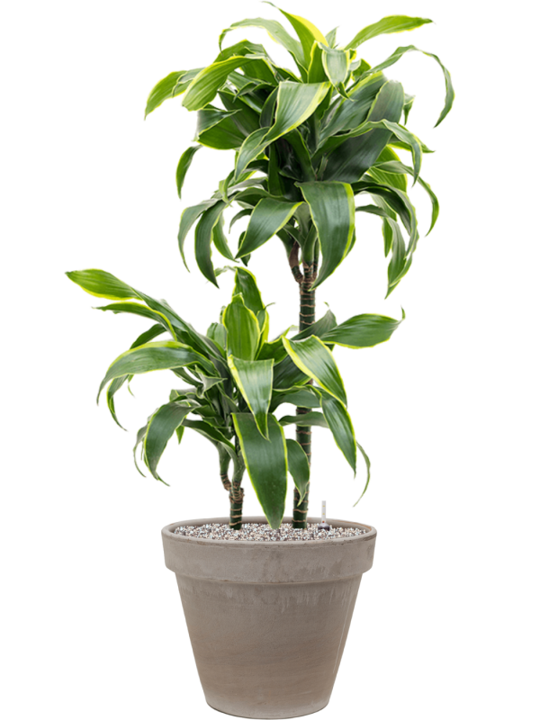 Ansamblu D35xH107cm cu planta naturala Dracaena fragrans 'Dorado' in ghiveci Terra Cotta all inclusive set cu granule decorative