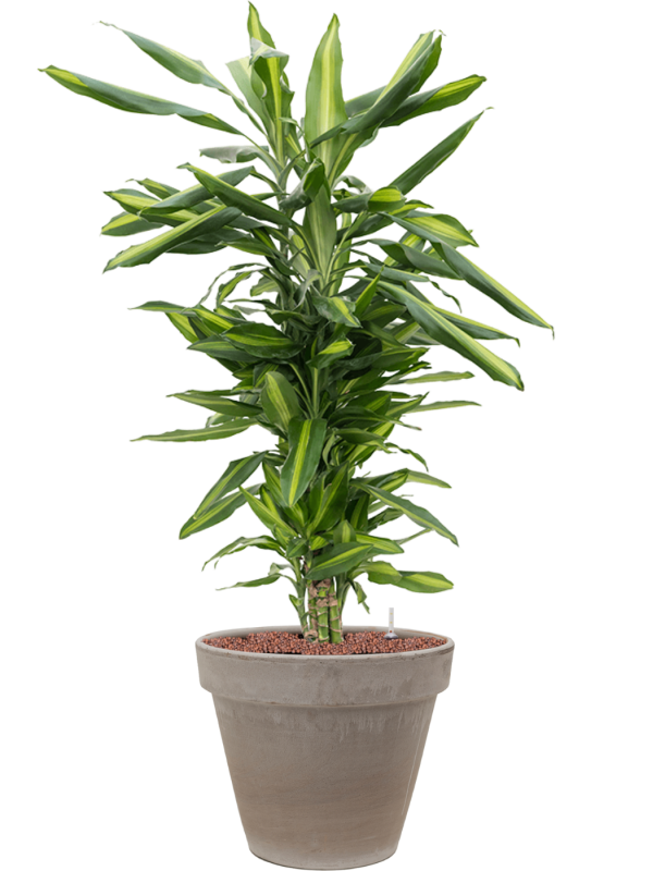 Ansamblu D35xH108cm cu planta naturala Dracaena fragrans 'Cintho in ghiveci Terra Cotta all inclusive set cu granule decorative