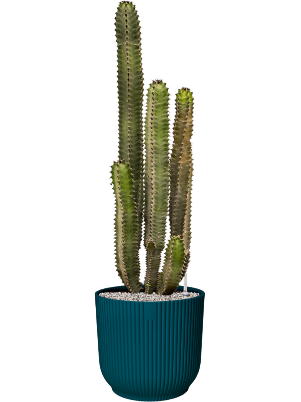 Ansamblu D35xH108cm cu planta naturala Euphorbia canariensis in ghiveci Vibes Fold all inclusive set cu granule decorative