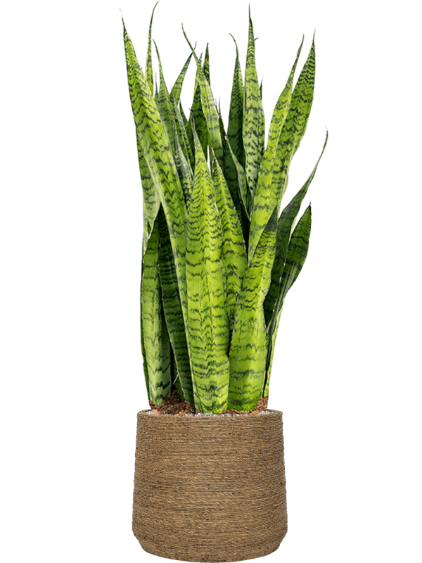 Ansamblu D35xH109cm cu planta naturala Sansevieria zeylanica in ghiveci Bohemian all inclusive set cu granule decorative