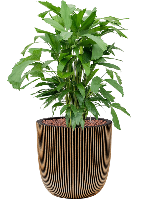 Ansamblu D35xH112cm cu planta naturala Caryota mitis in ghiveci Capi Nature Groove NL all inclusive set cu granule decorative