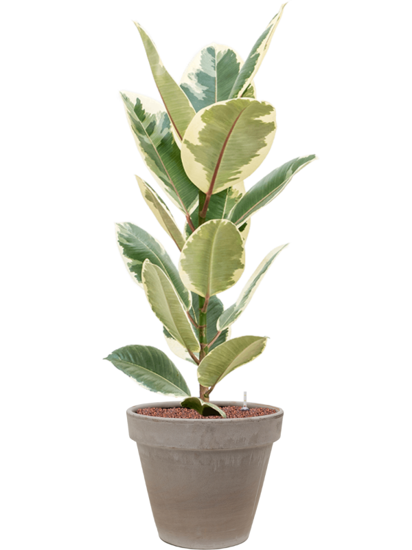 Ansamblu D35xH112cm cu planta naturala Ficus elastica 'Tineke' in ghiveci Terra Cotta all inclusive set cu granule decorative