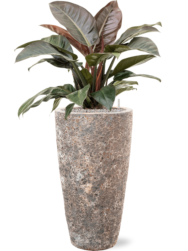 Ansamblu D35xH112cm cu planta naturala Philodendron `Imperial Red' in ghiveci Baq Lava all inclusive set cu granule decorative