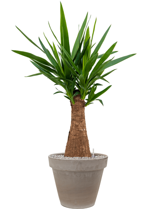 Ansamblu D35xH112cm cu planta naturala Yucca elephantipes in ghiveci Terra Cotta all inclusive set cu granule decorative