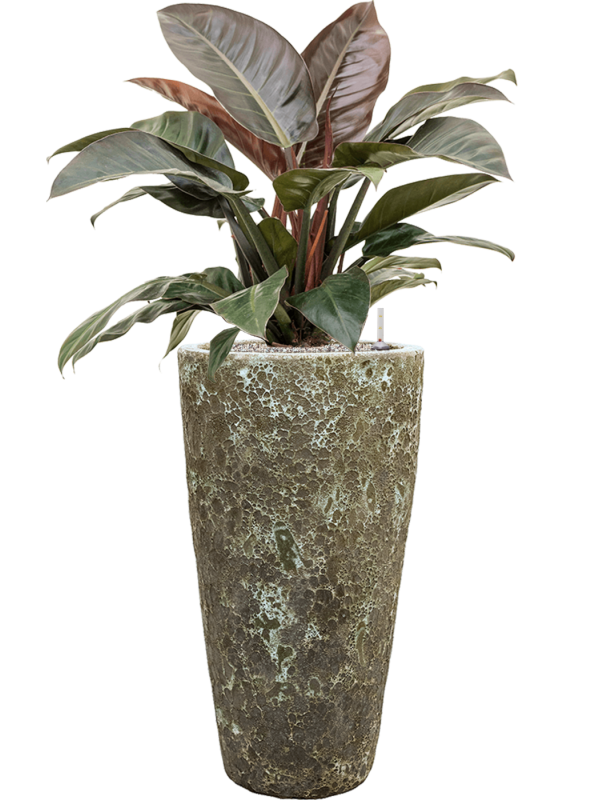 Ansamblu D35xH113cm cu planta naturala Philodendron `Imperial Red' in ghiveci Baq Lava all inclusive set cu granule decorative