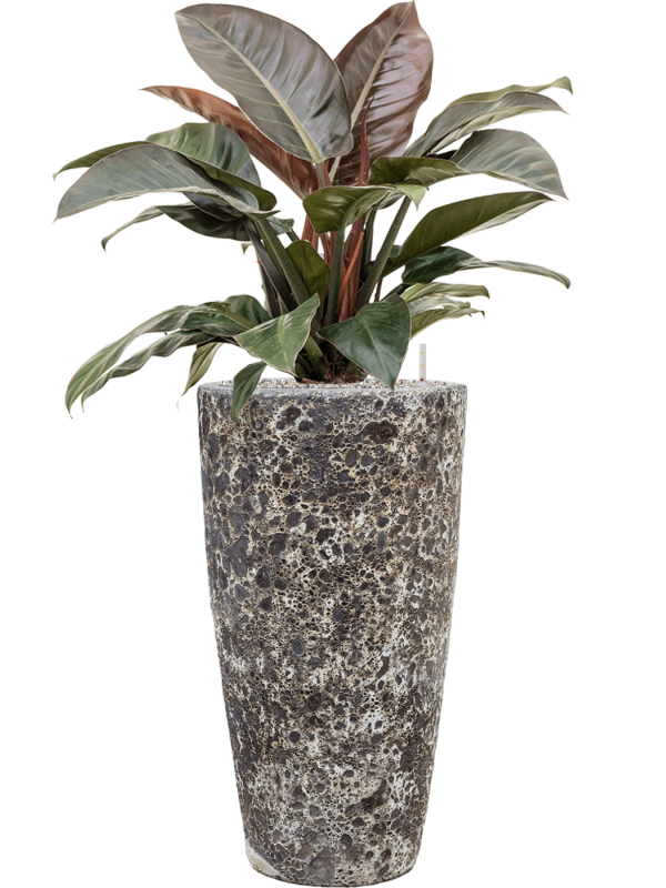 Ansamblu D35xH113cm cu planta naturala Philodendron `Imperial Red' in ghiveci Baq Lava all inclusive set cu granule decorative