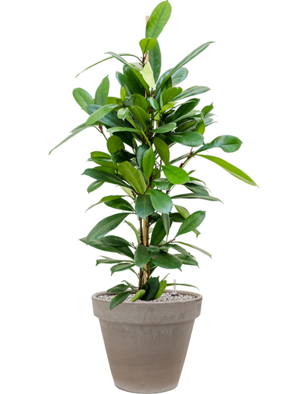 Ansamblu D35xH114cm cu planta naturala Ficus cyathistipula in ghiveci Terra Cotta all inclusive set cu granule decorative