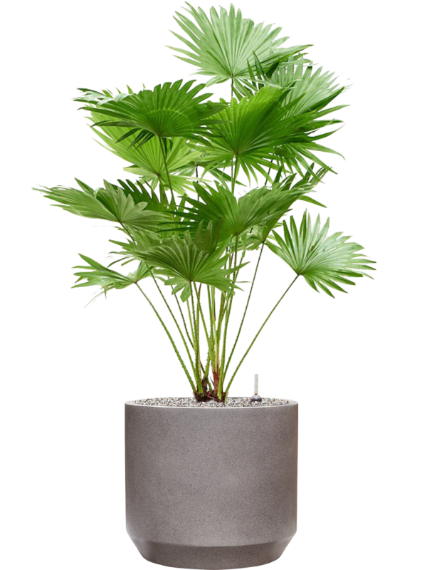 Ansamblu D35xH115cm cu planta naturala Livistonia rotundifolia (2pp) in ghiveci Rotunda Urban all inclusive set cu granule decorative