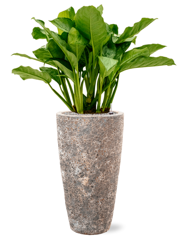 Ansamblu D35xH120cm cu planta naturala Aglaonema 'Freedman' in ghiveci Baq Lava all inclusive set cu granule decorative