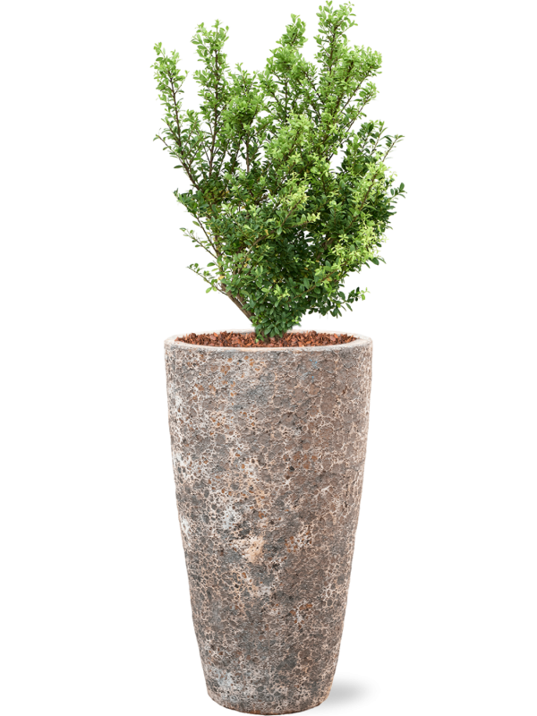 Ansamblu D35xH120cm cu planta naturala Ilex crenata 'Dark Green' in ghiveci Baq Lava all inclusive set cu granule decorative