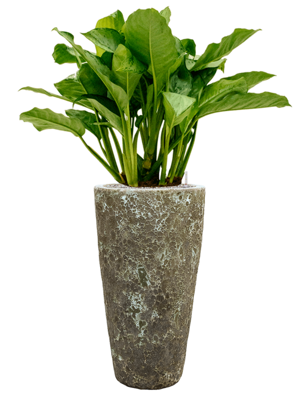 Ansamblu D35xH121cm cu planta naturala Aglaonema 'Freedman' in ghiveci Baq Lava all inclusive set cu granule decorative