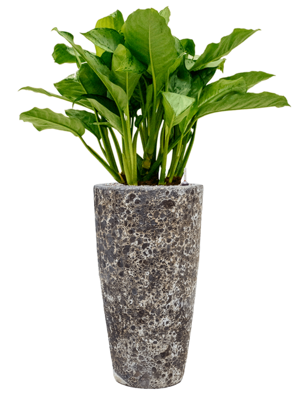 Ansamblu D35xH121cm cu planta naturala Aglaonema 'Freedman' in ghiveci Baq Lava all inclusive set cu granule decorative