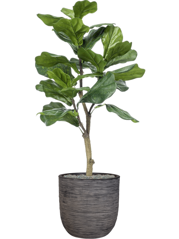 Ansamblu D35xH122cm cu planta naturala Ficus lyrata in ghiveci Capi Nature Rib NL all inclusive set cu granule decorative