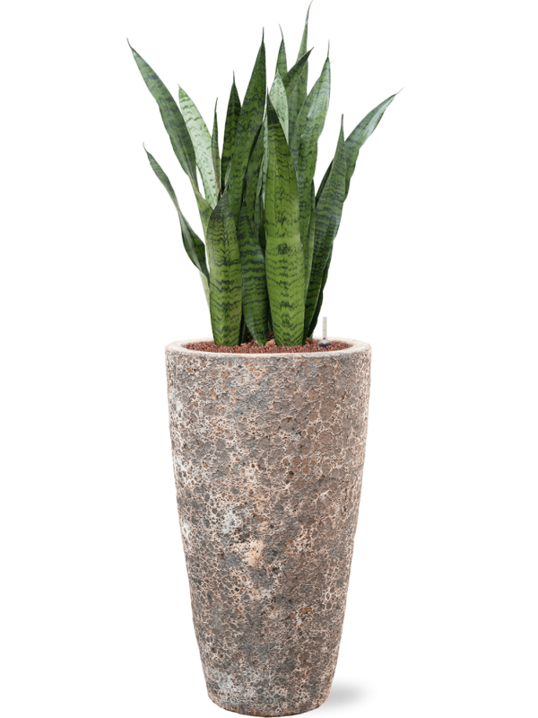 Ansamblu D35xH122cm cu planta naturala Sansevieria zeylanica in ghiveci Baq Lava all inclusive set cu granule decorative