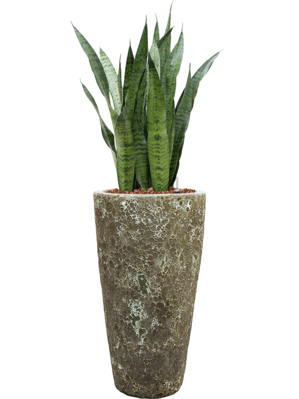 Ansamblu D35xH123cm cu planta naturala Sansevieria zeylanica in ghiveci Baq Lava all inclusive set cu granule decorative