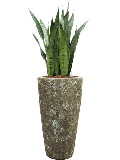 Ansamblu D35xH123cm cu planta naturala Sansevieria zeylanica in ghiveci Baq Lava all inclusive set cu granule decorative